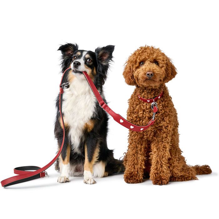 Hunter Love Dog Leash