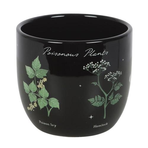 Something Different Poisonous Plants Plant Pot