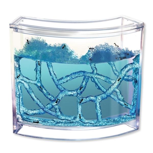 Natural Aquarium for Anthill Evolutionary Medium for Ants Antwo