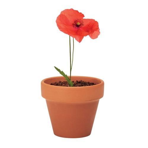 MidOcean Red Poppy Terracotta Seed Plant Pot