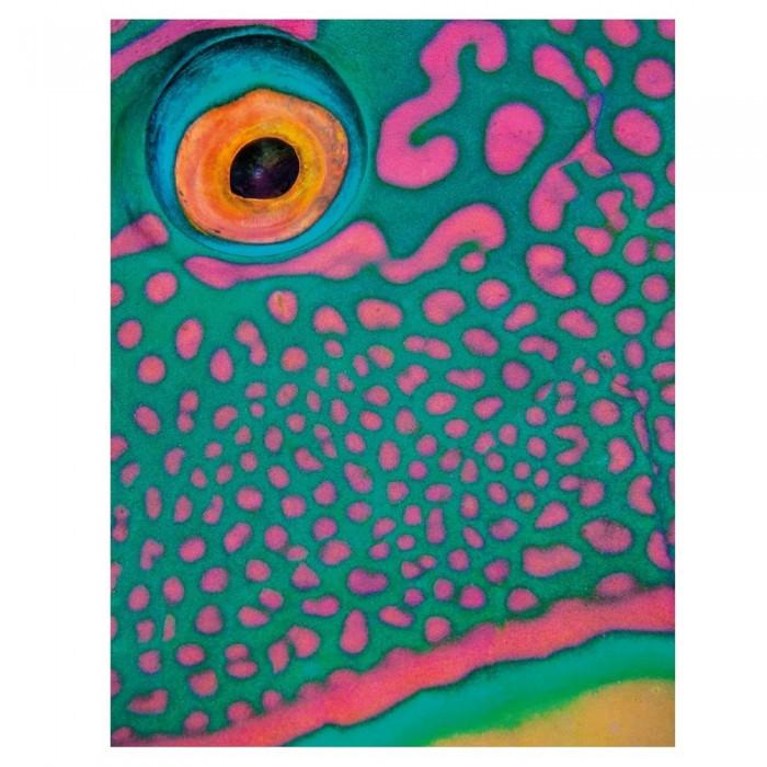 Alex Mustard Bi-Colour Parrotfish Print