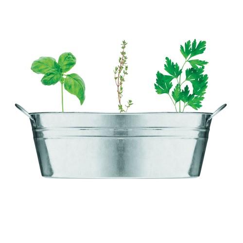 MidOcean Herb Seeds Plant Pot